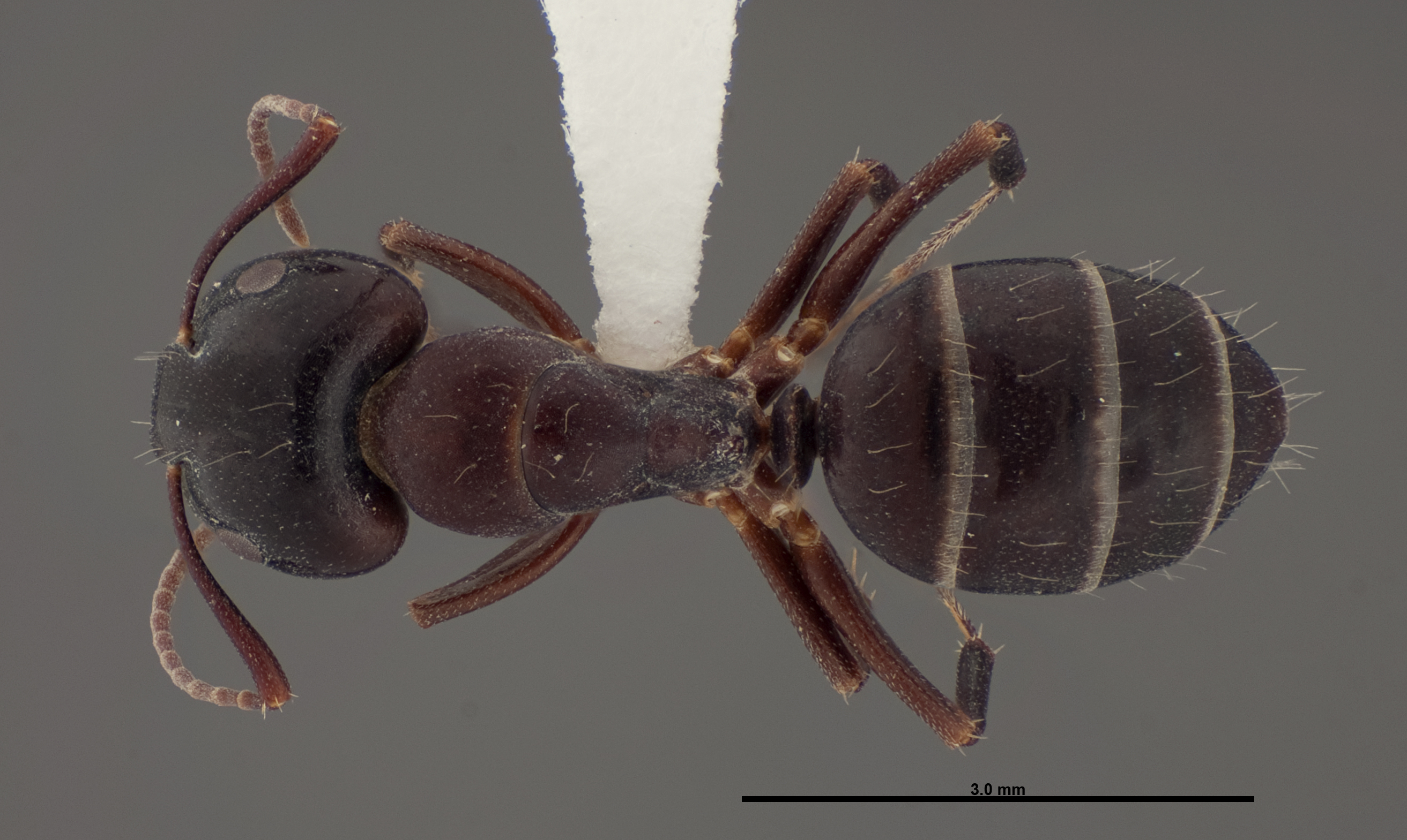 Camponotus essigi image