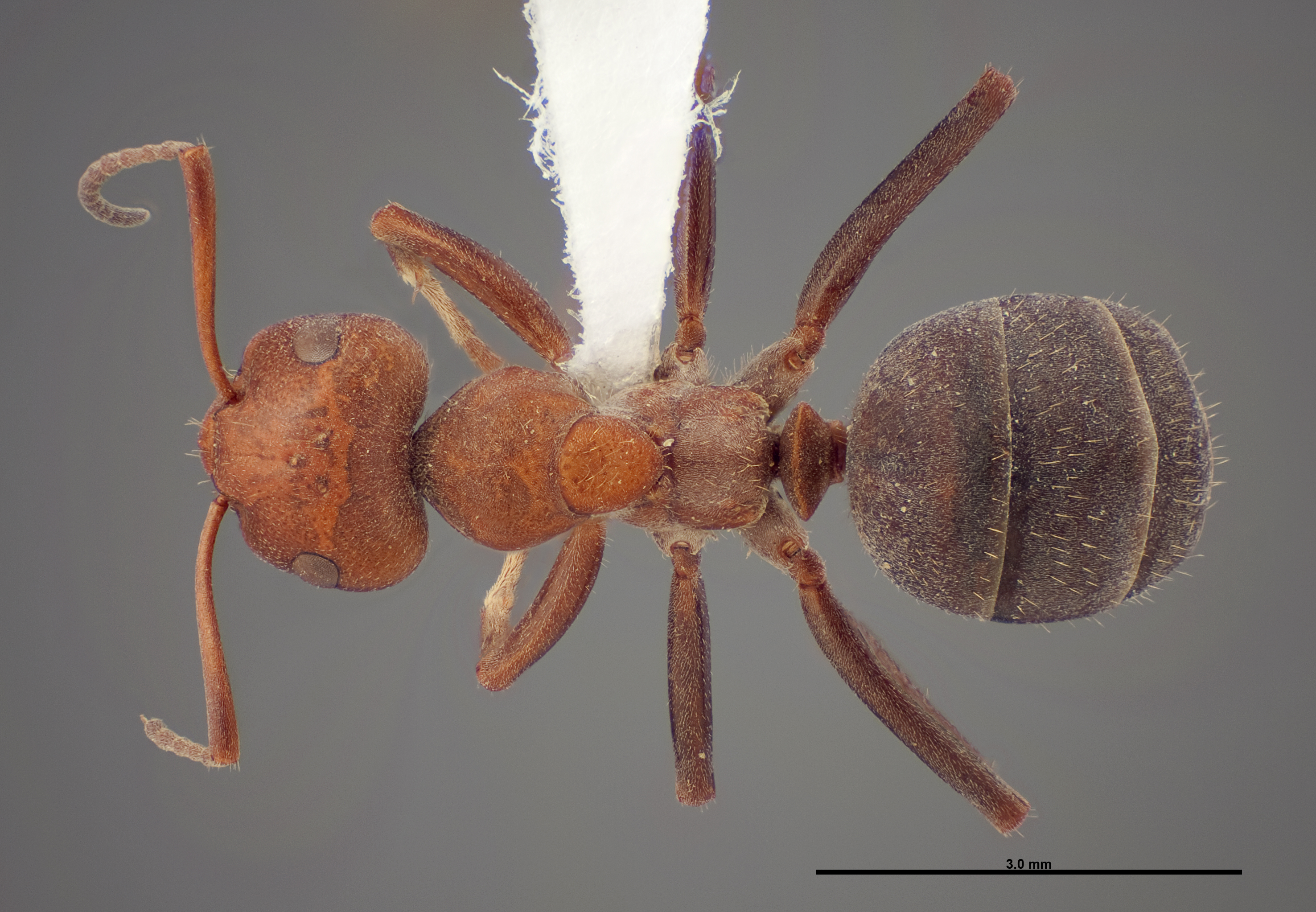 Formica laeviceps