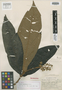 Miconia biglandulosa image