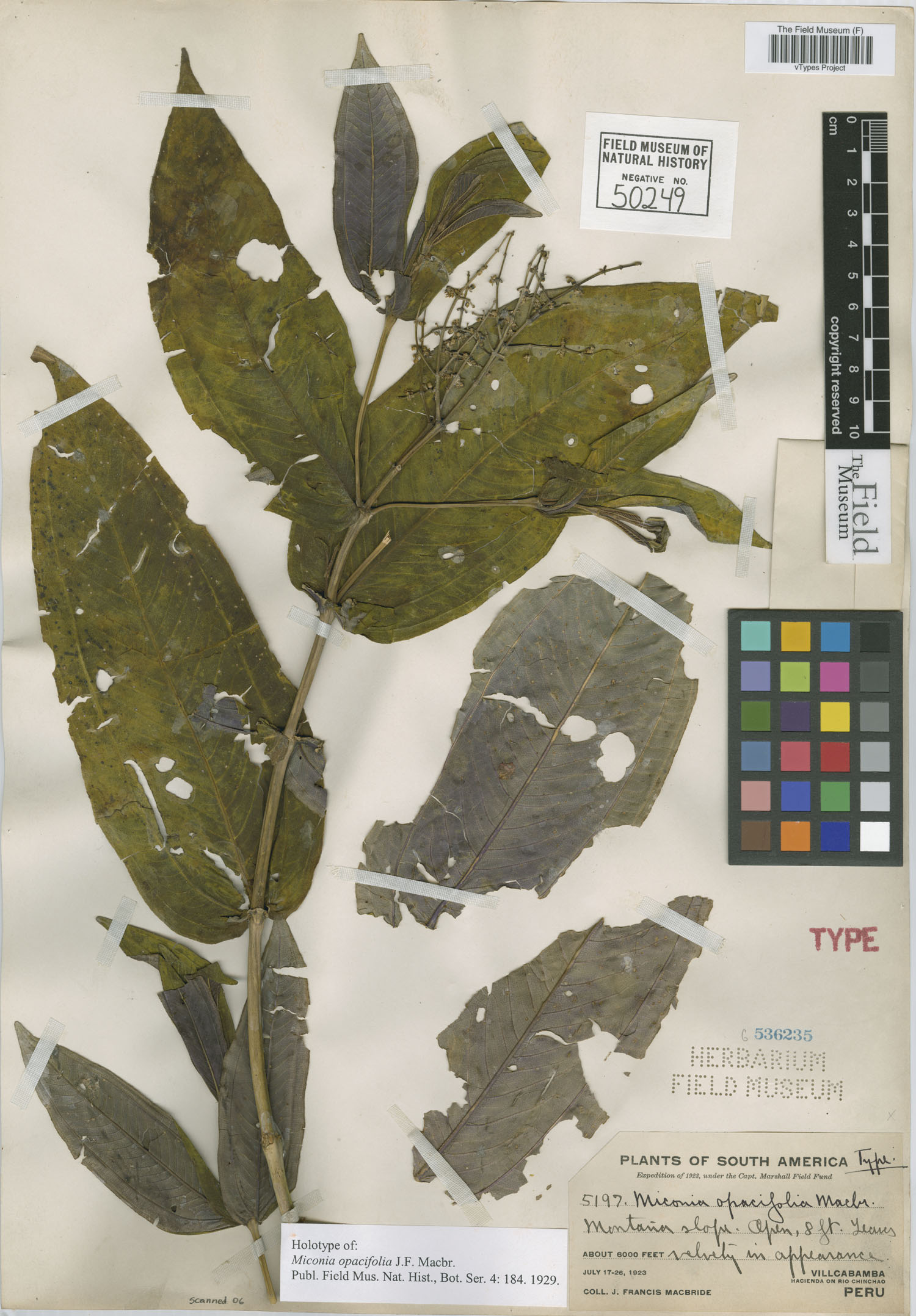 Miconia opacifolia image