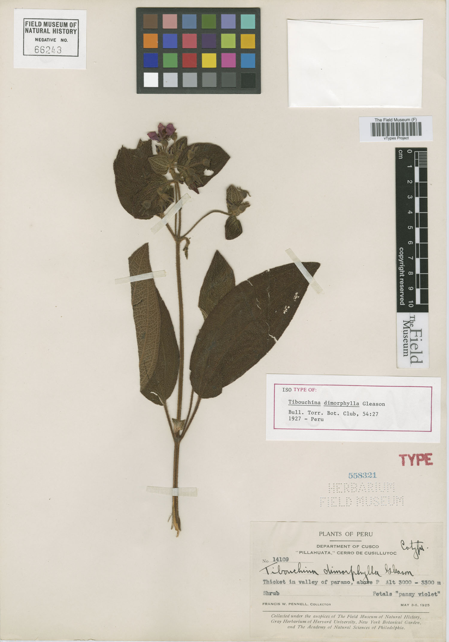 Tibouchina dimorphophylla image