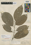 Acrodiclidium latifolium image