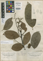 Laurus ovalifolia image