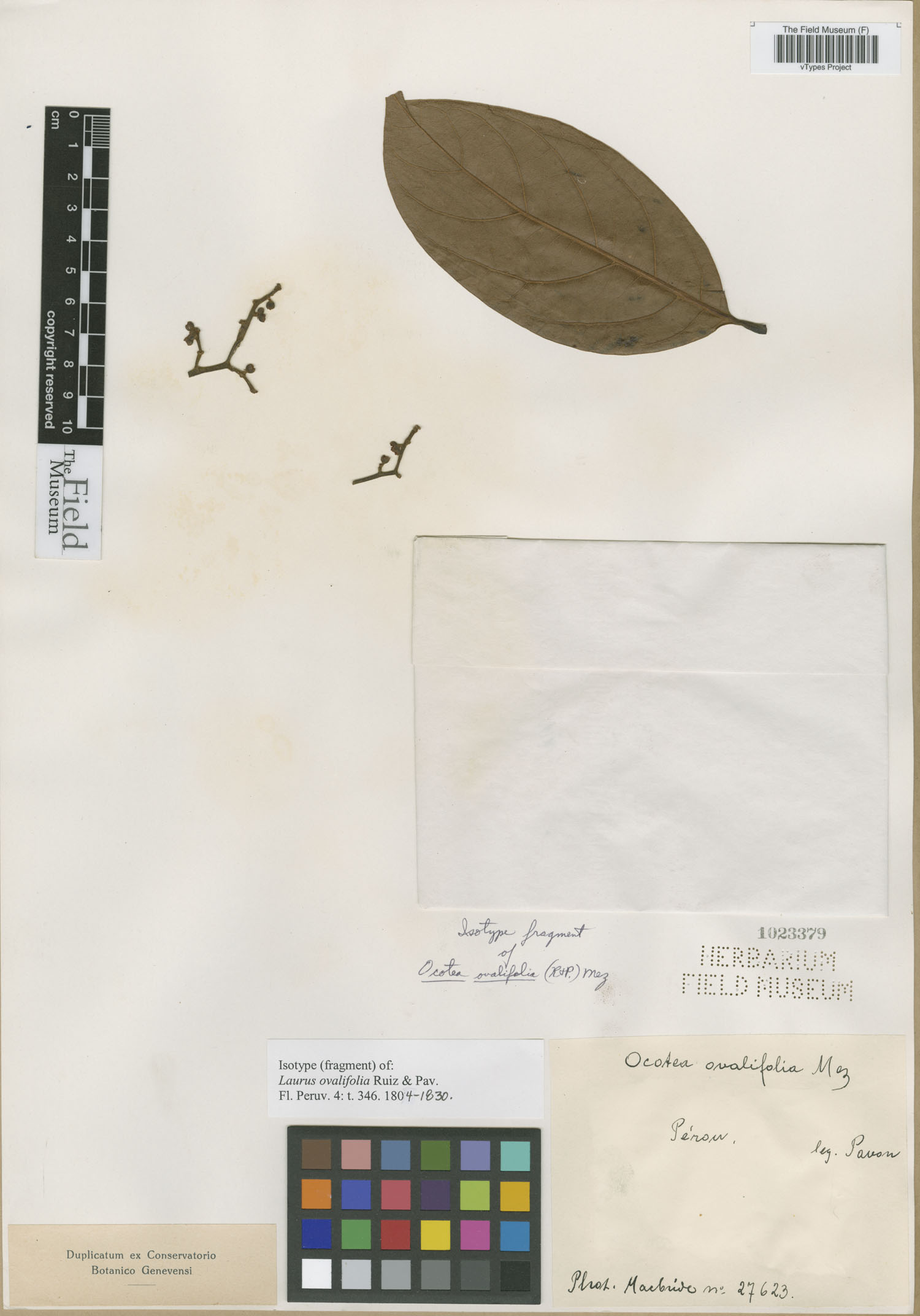 Laurus ovalifolia image
