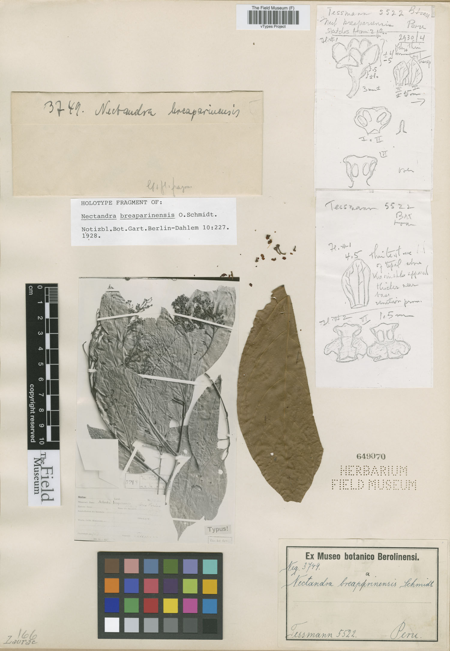 Nectandra breaparinensis image