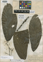 Nectandra cordata image