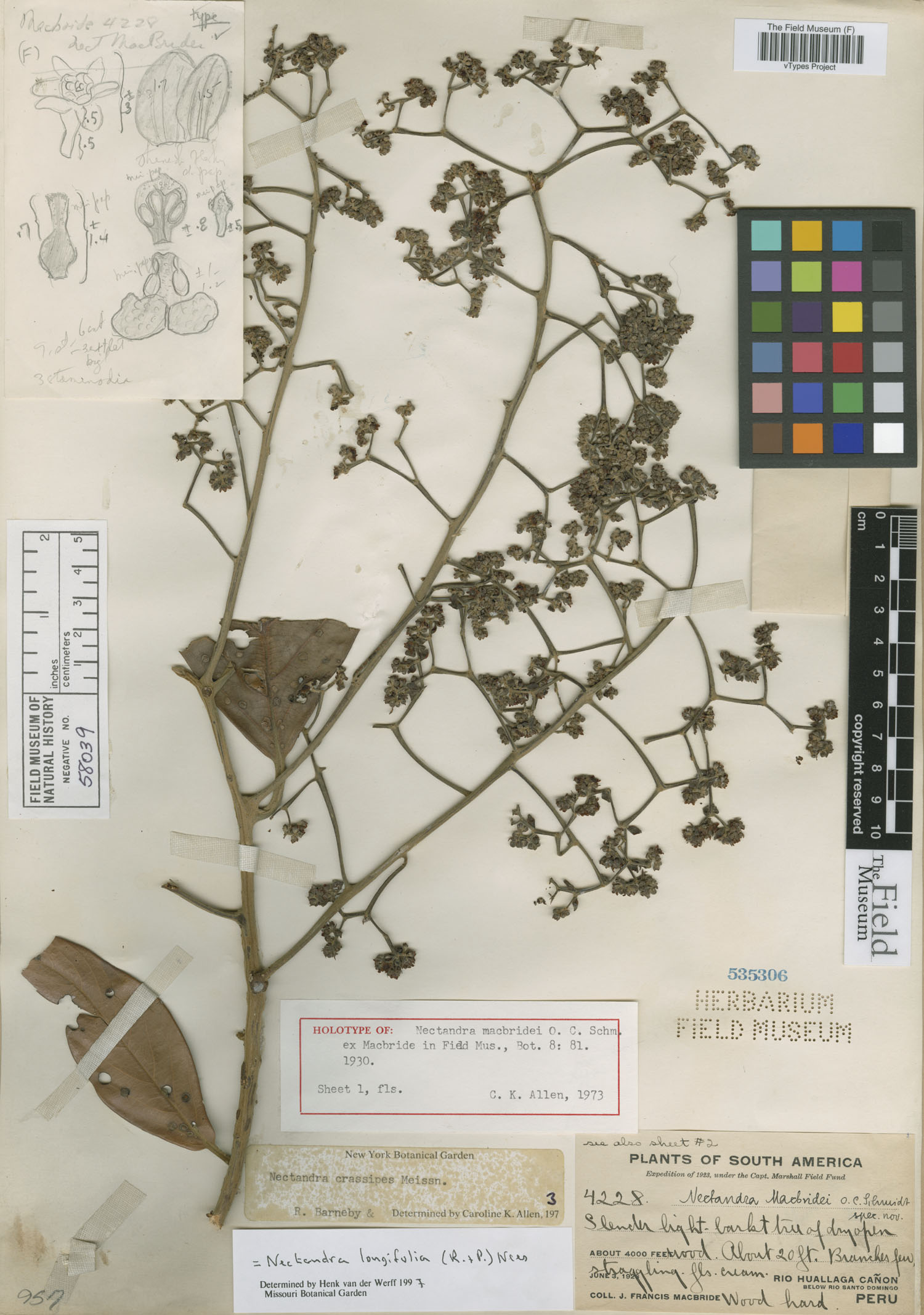Nectandra macbridei image