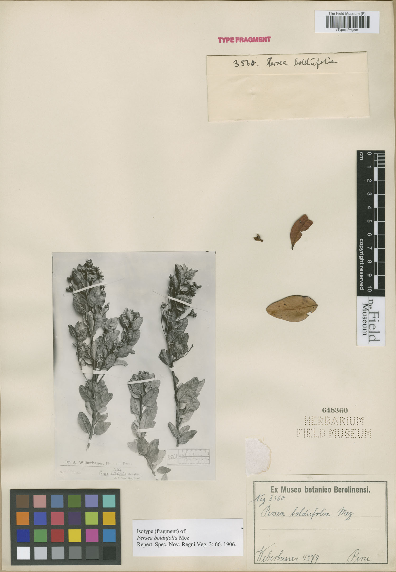 Persea boldufolia image
