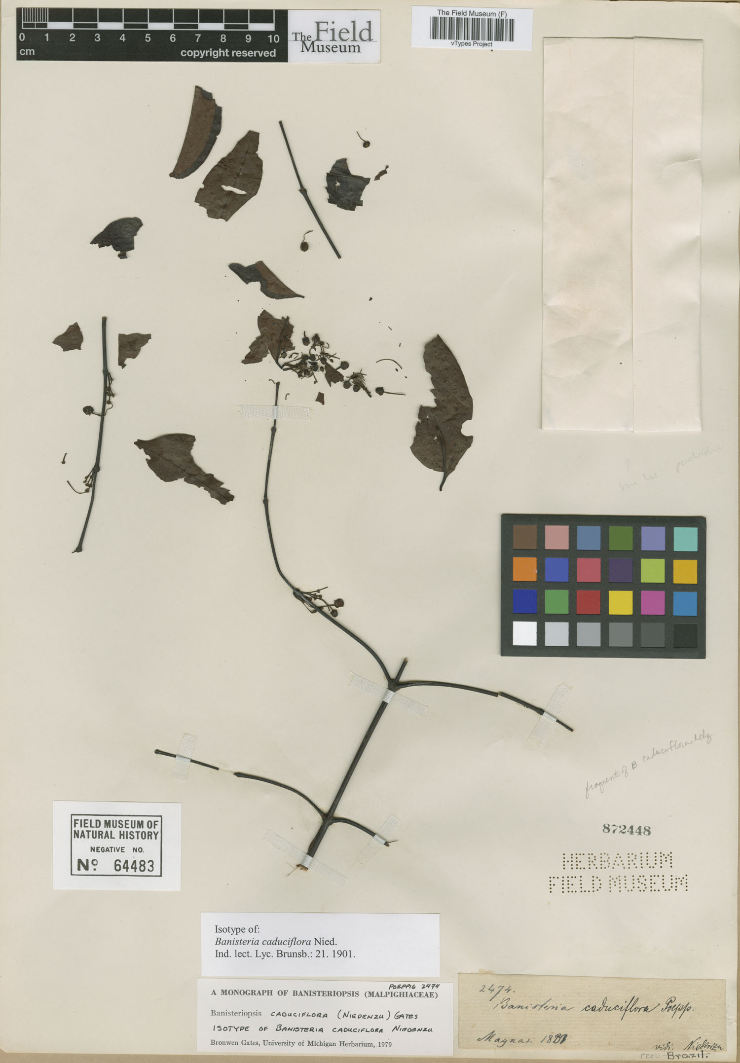 Banisteria caduciflora image