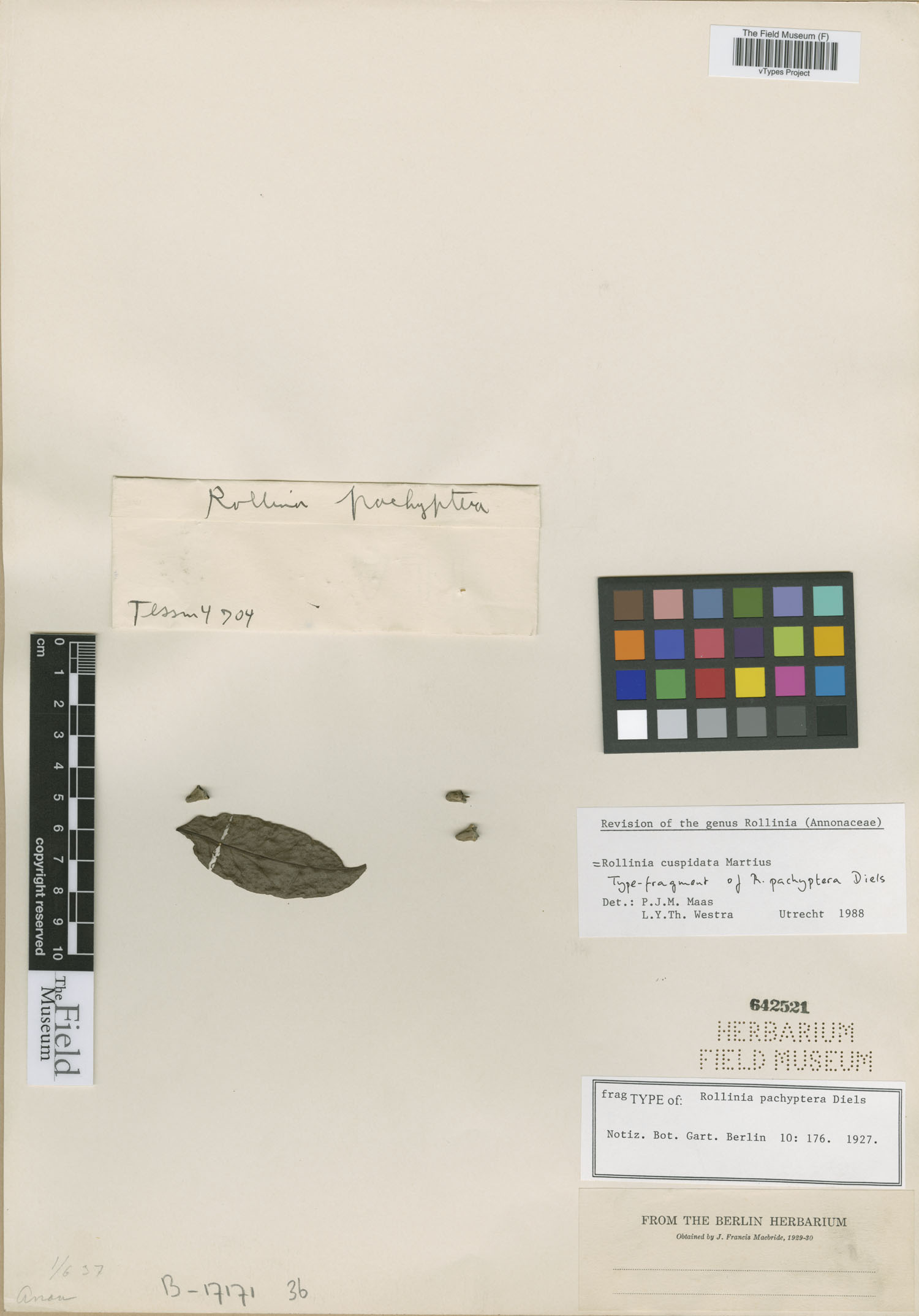 Rollinia pachyptera image