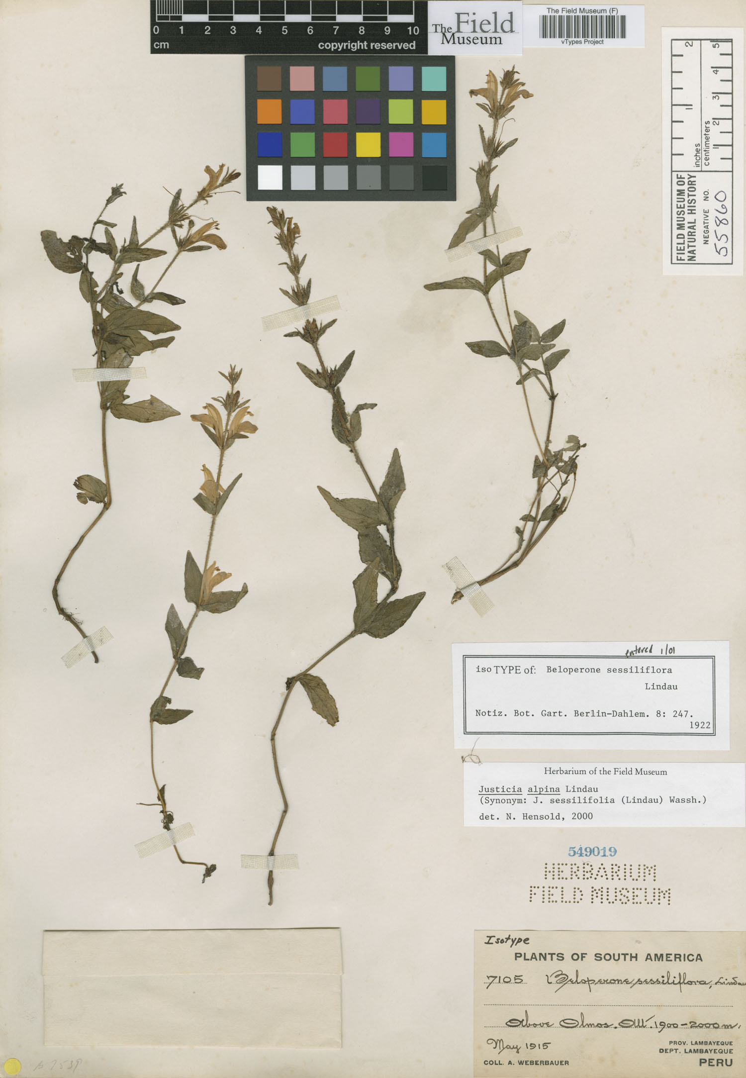 Beloperone sessilifolia image