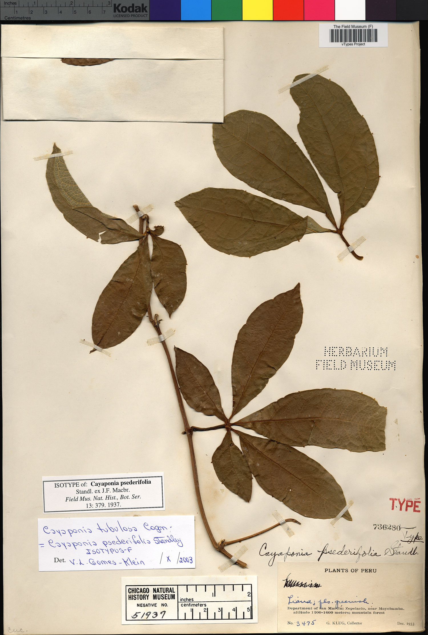 Cayaponia psederifolia image