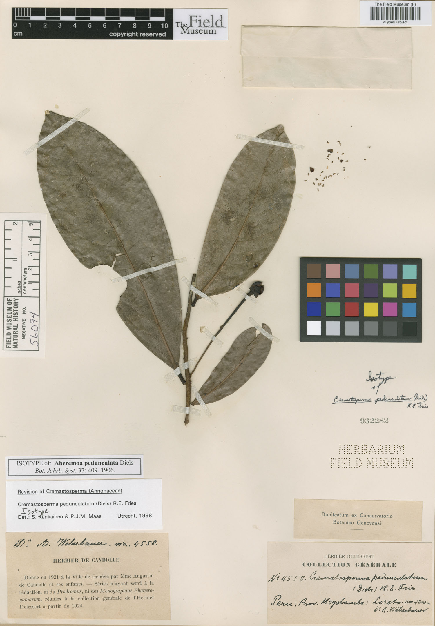 Aberemoa pedunculata image