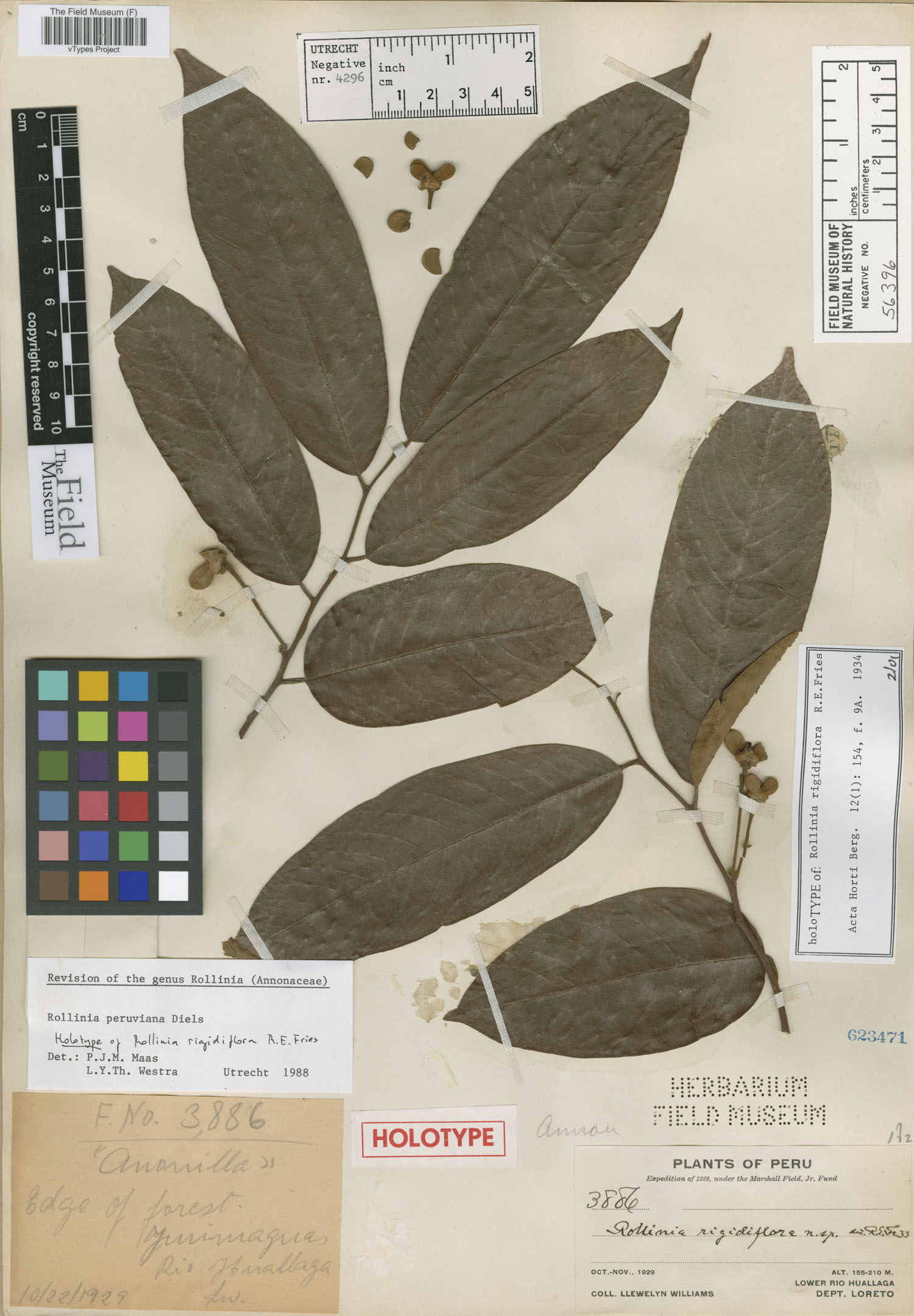 Rollinia rigidiflora image