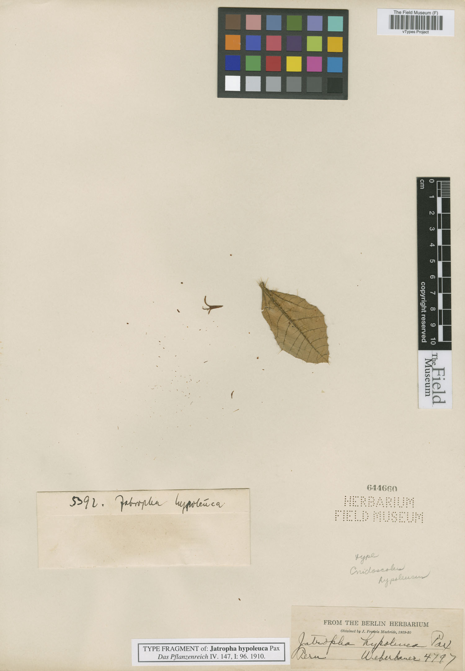 Jatropha hypoleuca image