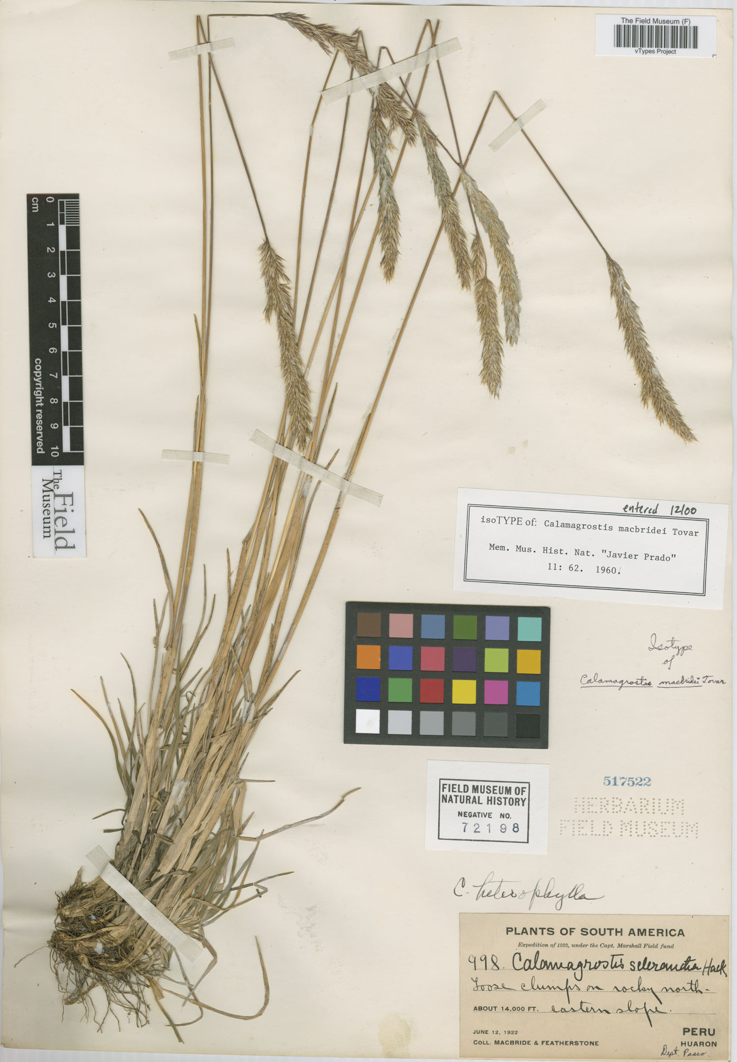 Calamagrostis macbridei image