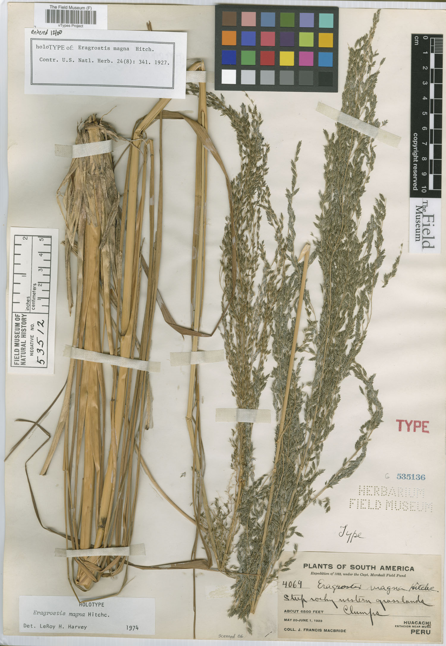 Eragrostis magna image