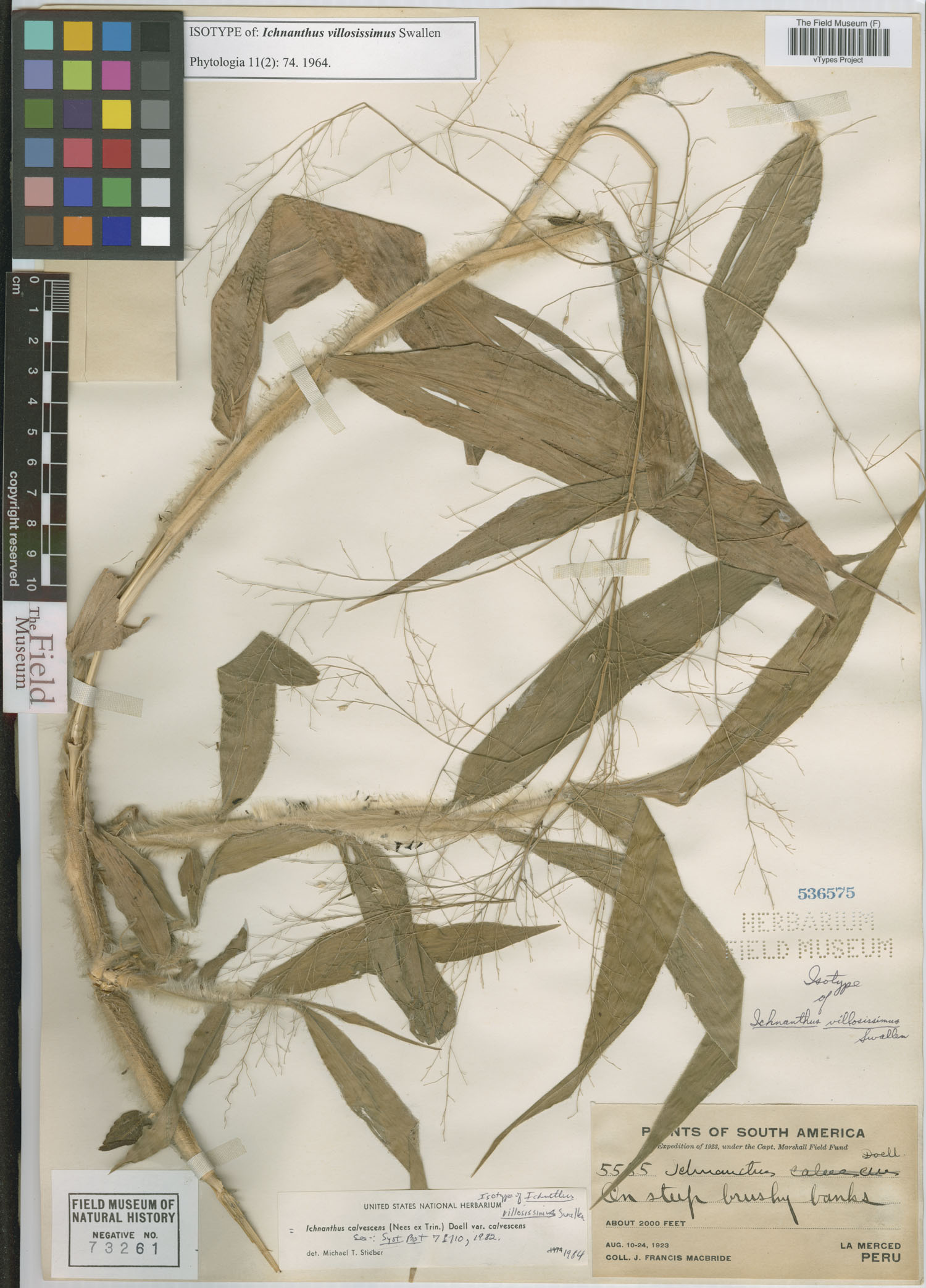 Ichnanthus villosissimus image