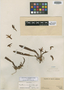 Maxillaria cornuta image
