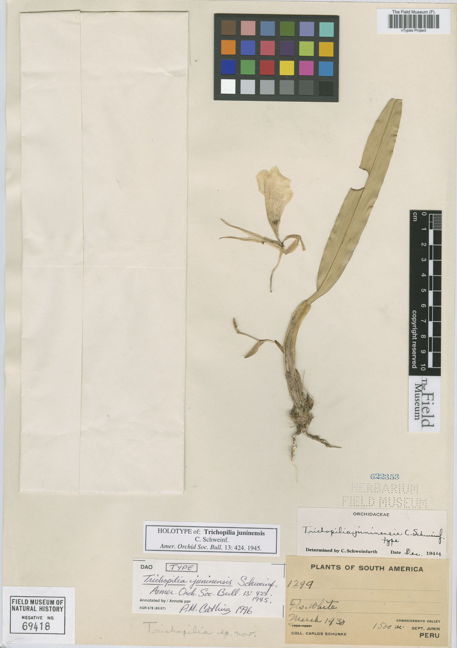 Trichopilia juninensis image