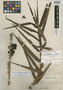 Epidendrum bambusiforme image