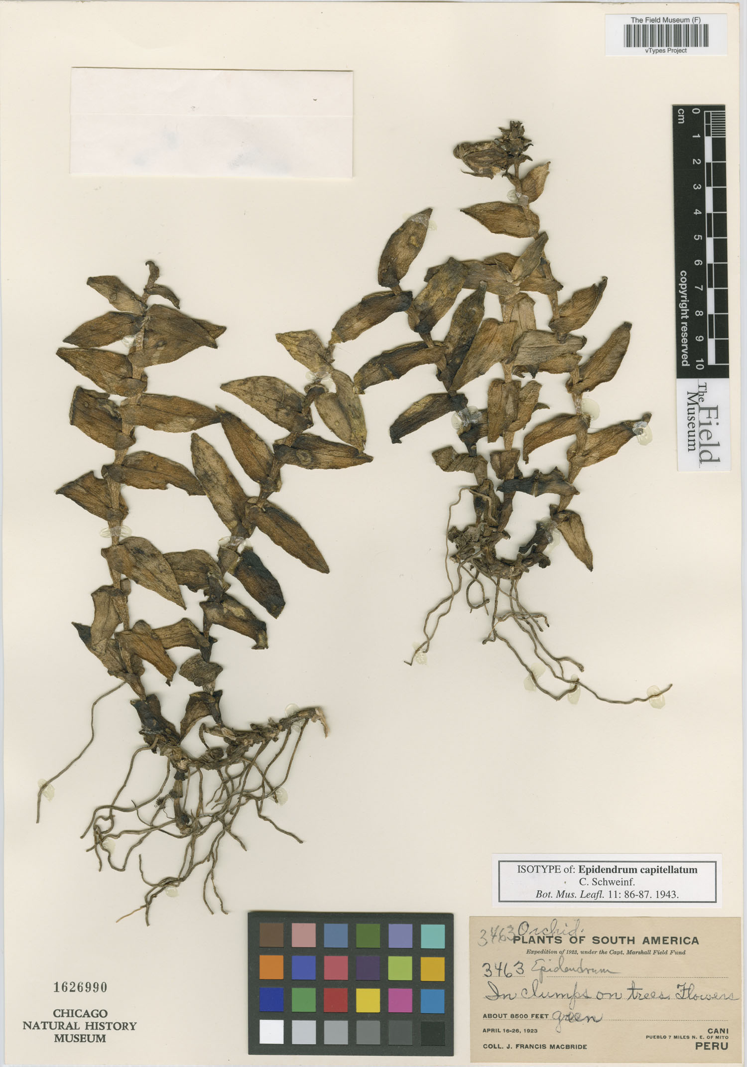 Epidendrum capitellatum image