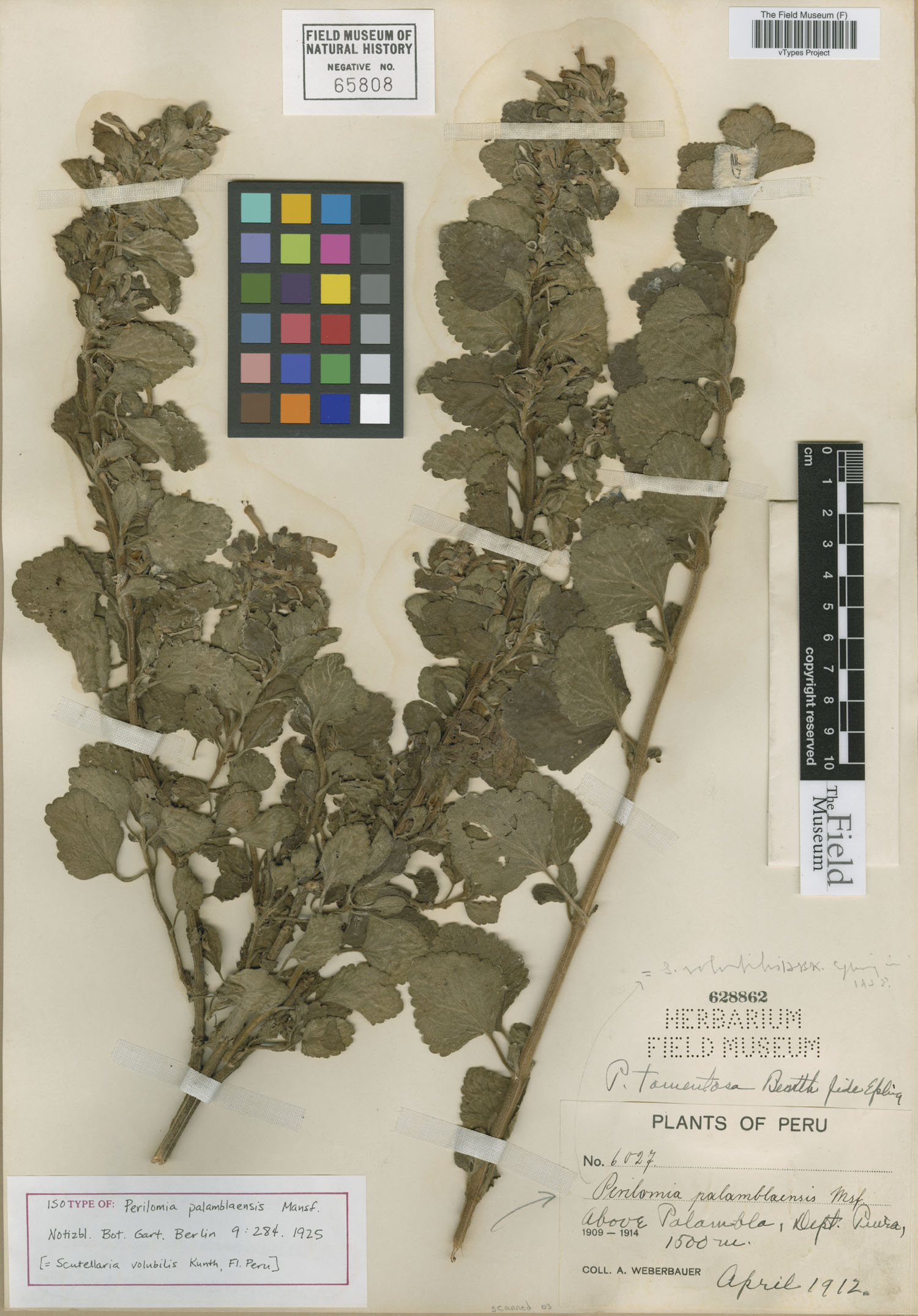 Perilomia palamblaensis image