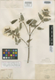 Salvia acutifolia image