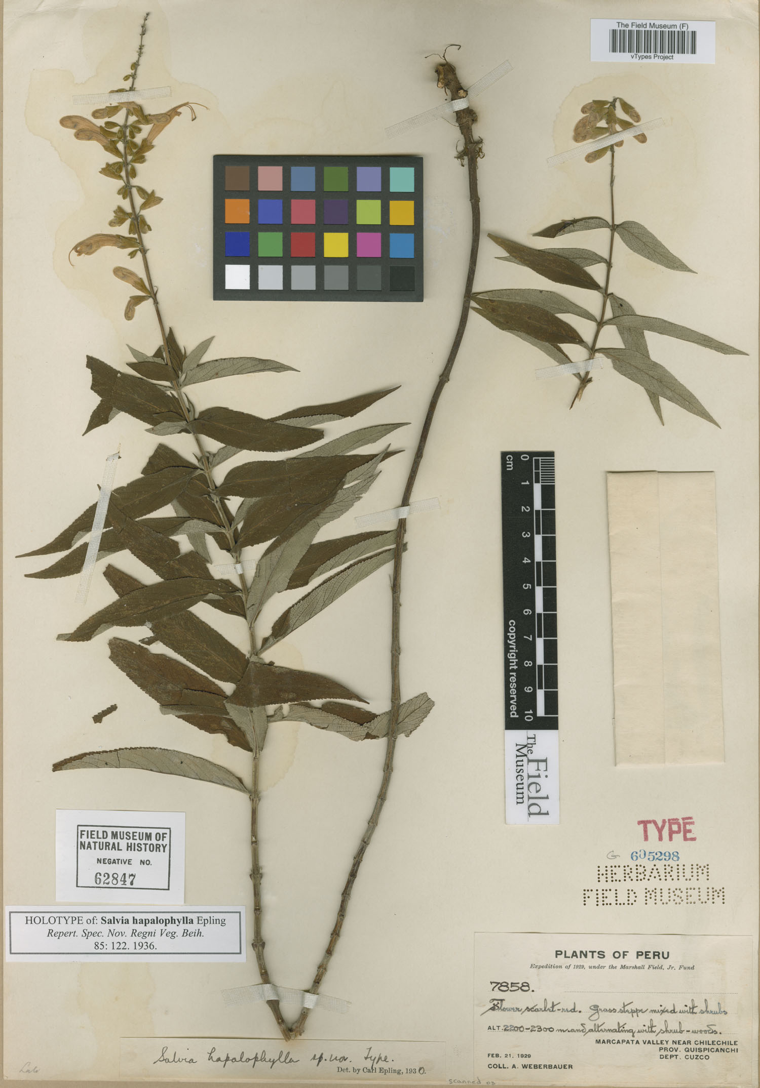 Salvia hapalophylla image
