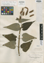 Salvia longiflora image
