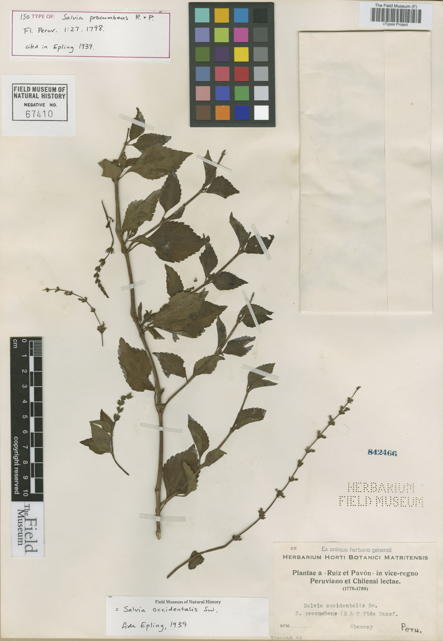 Salvia procumbens image