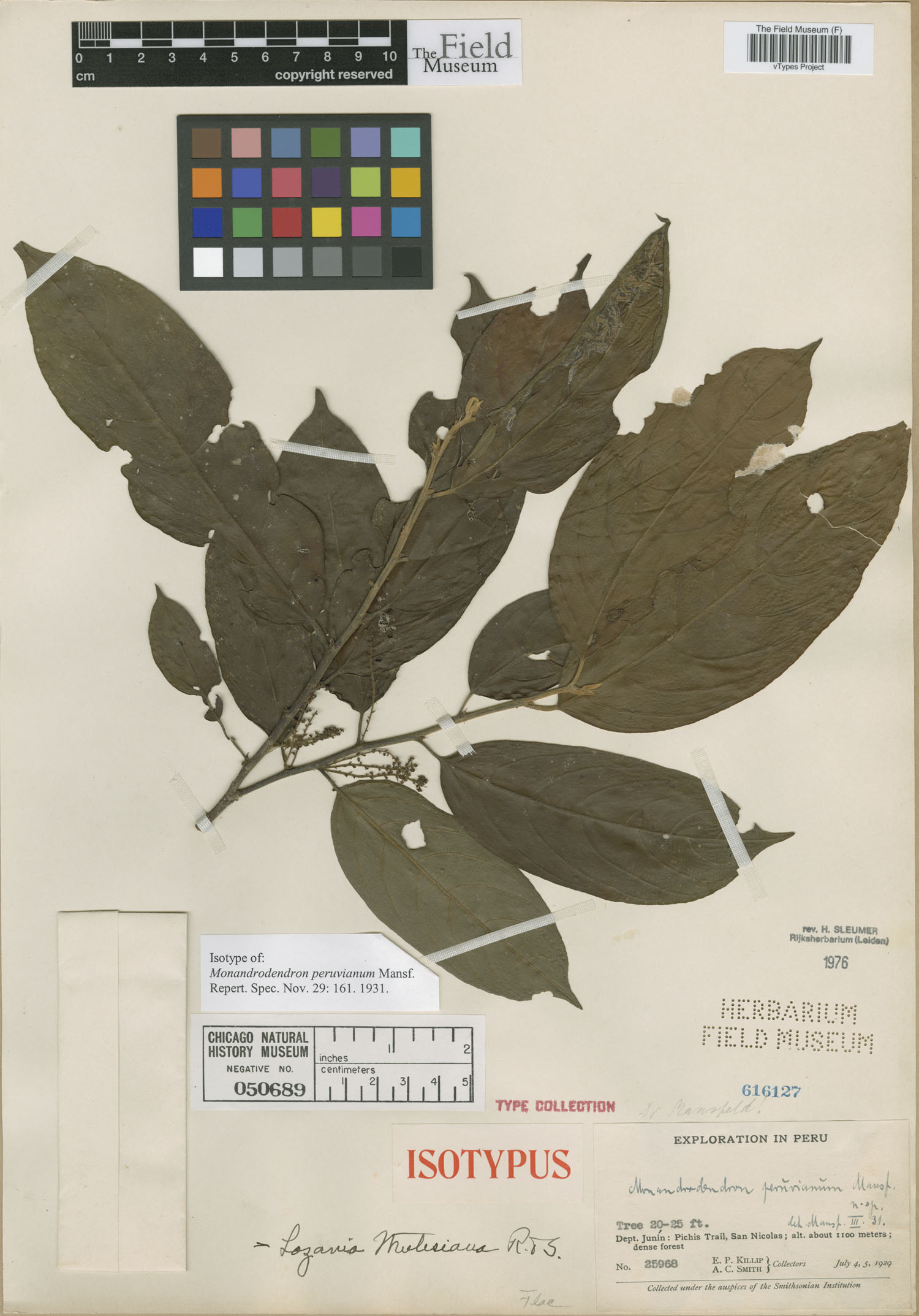 Monandrodendron peruvianum image