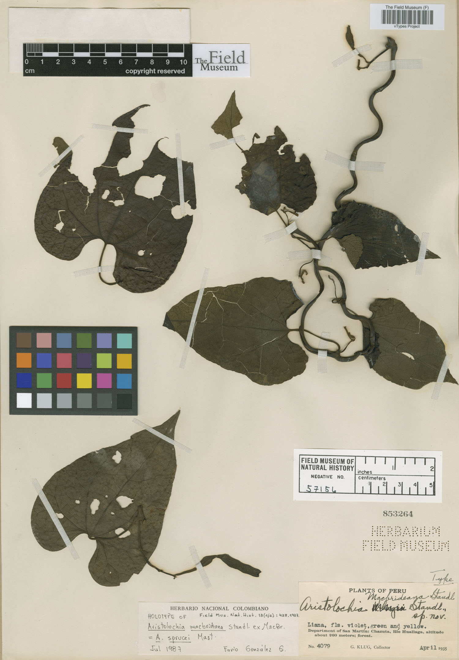 Aristolochia macbrideana image