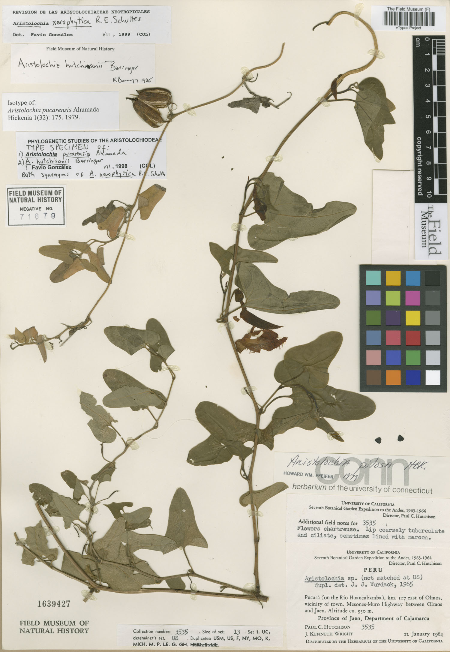 Aristolochia pucarensis image