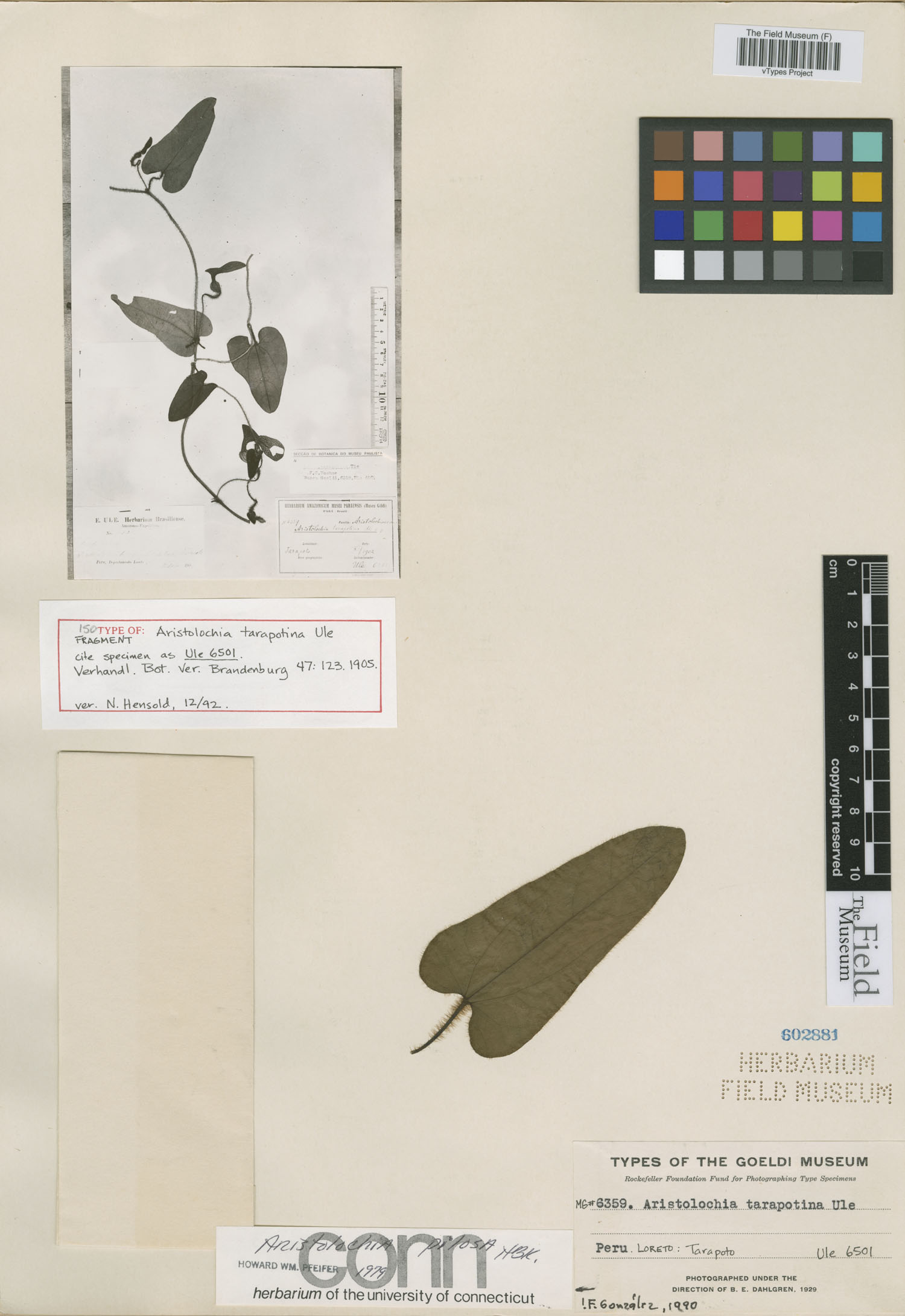 Aristolochia tarapotina image