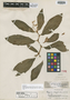 Begonia gesnerioides image