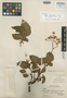 Begonia subspinulosa image