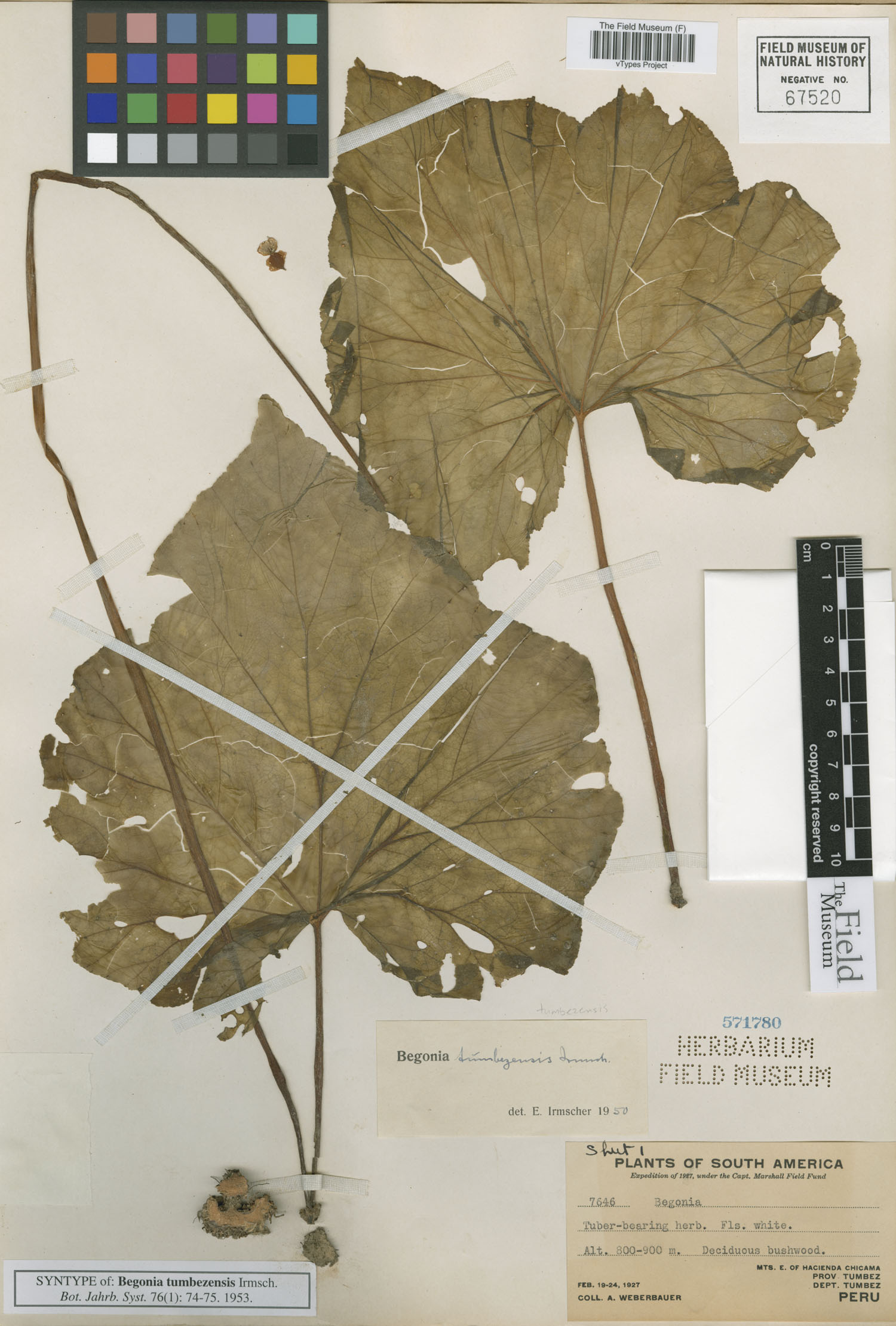 Begonia tumbezensis image