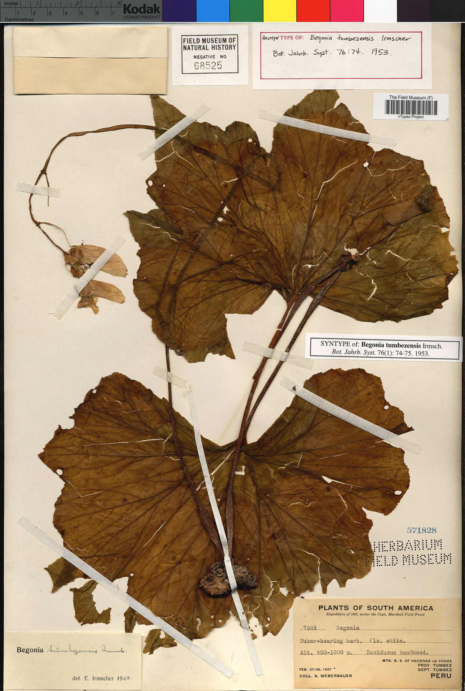 Begonia tumbezensis image