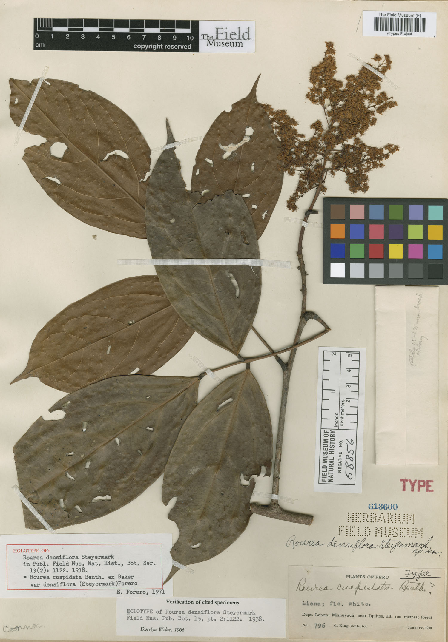Rourea densiflora image