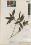 Acalypha samydifolia image