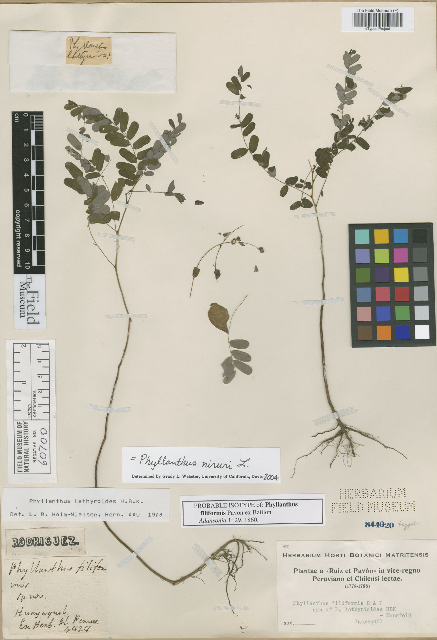 Phyllanthus filiformis image