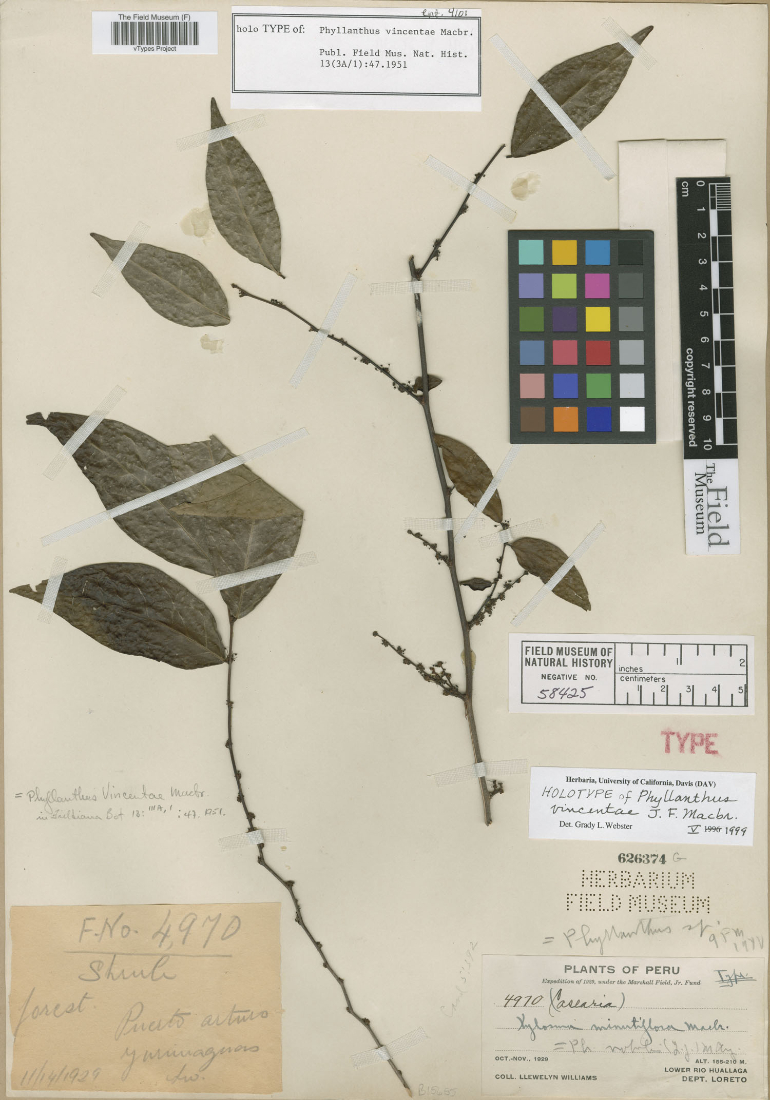 Phyllanthus vincentae image