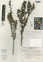 Stillingia parvifolia image