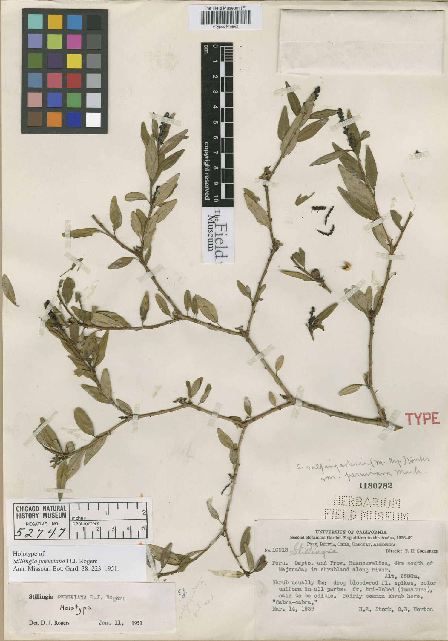 Stillingia peruviana image