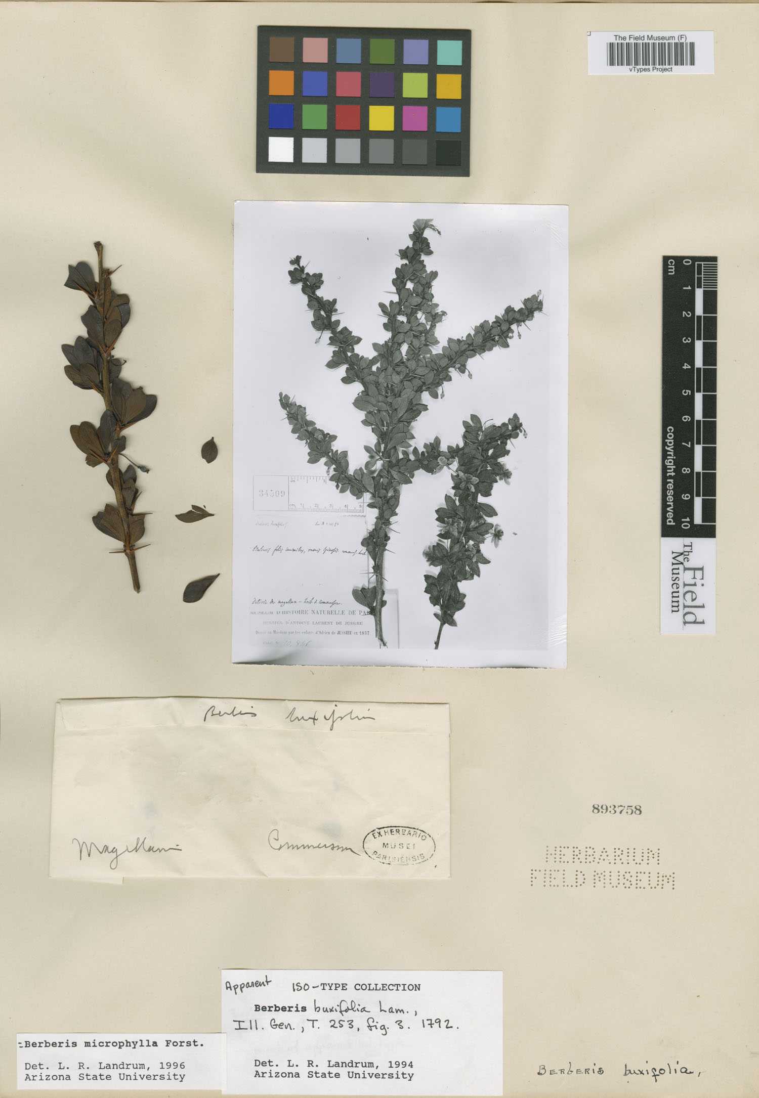 Berberis buxifolia image