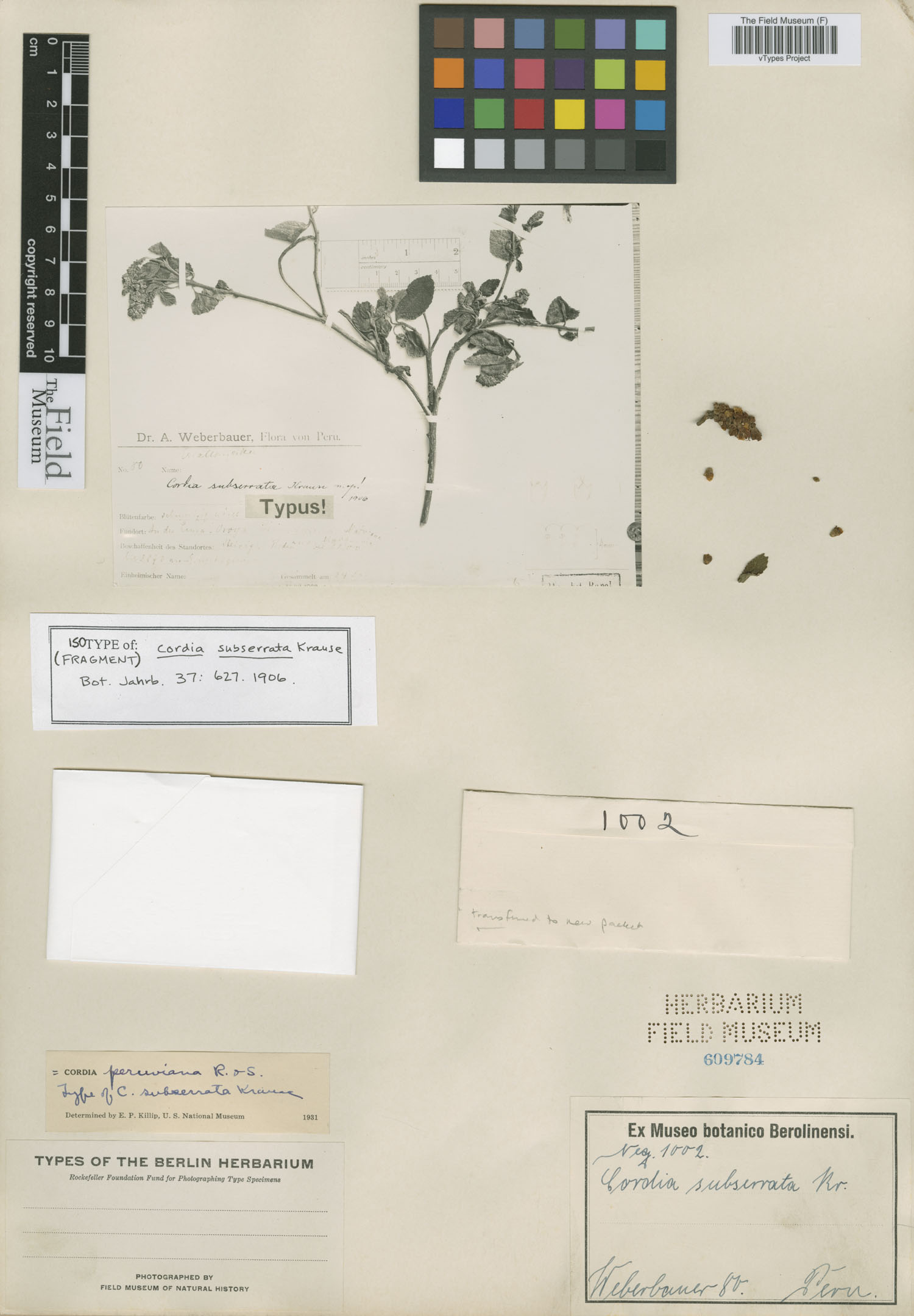 Cordia subserrata image