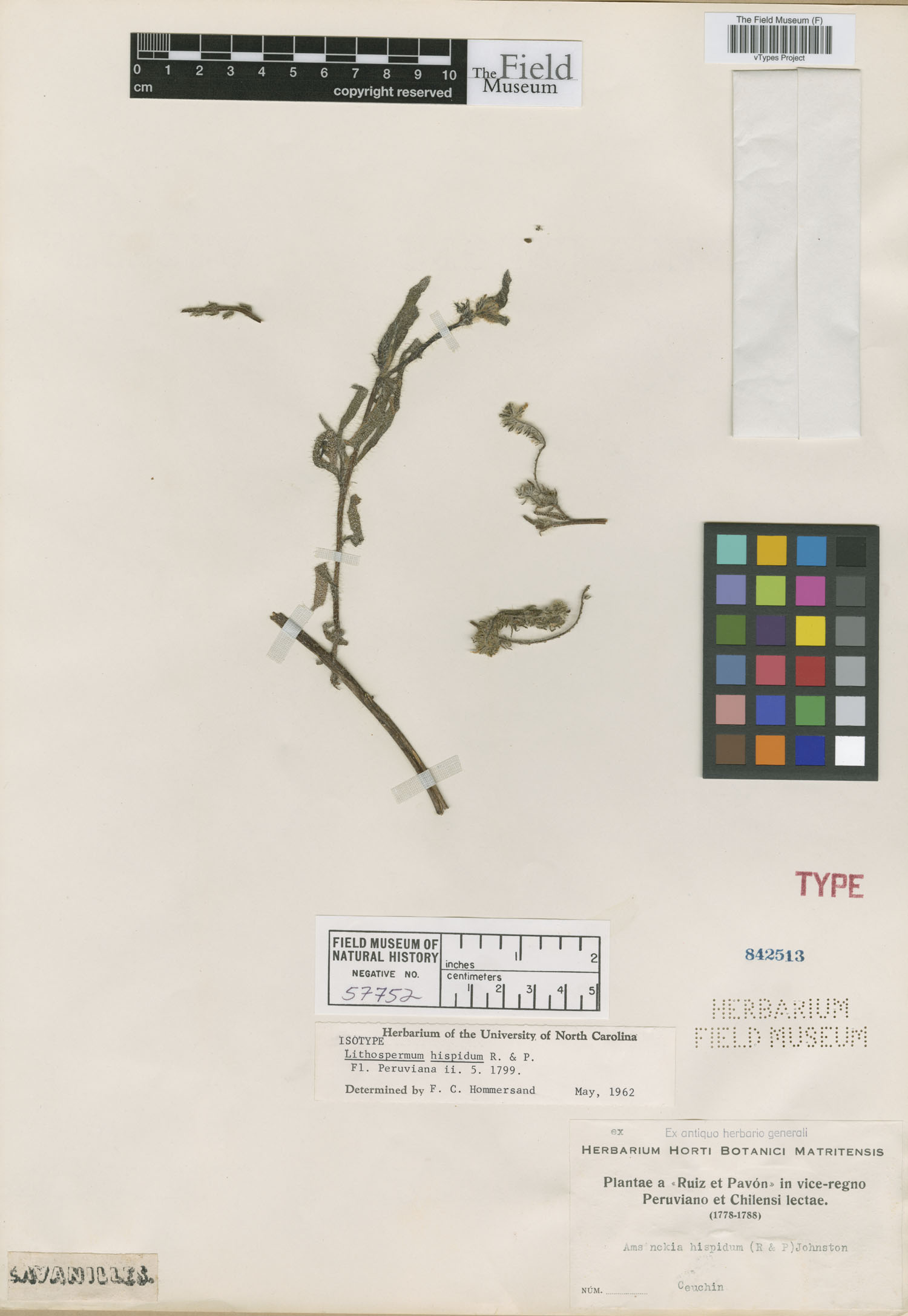 Lithospermum hispidum image