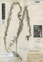 Lithospermum macbridei image
