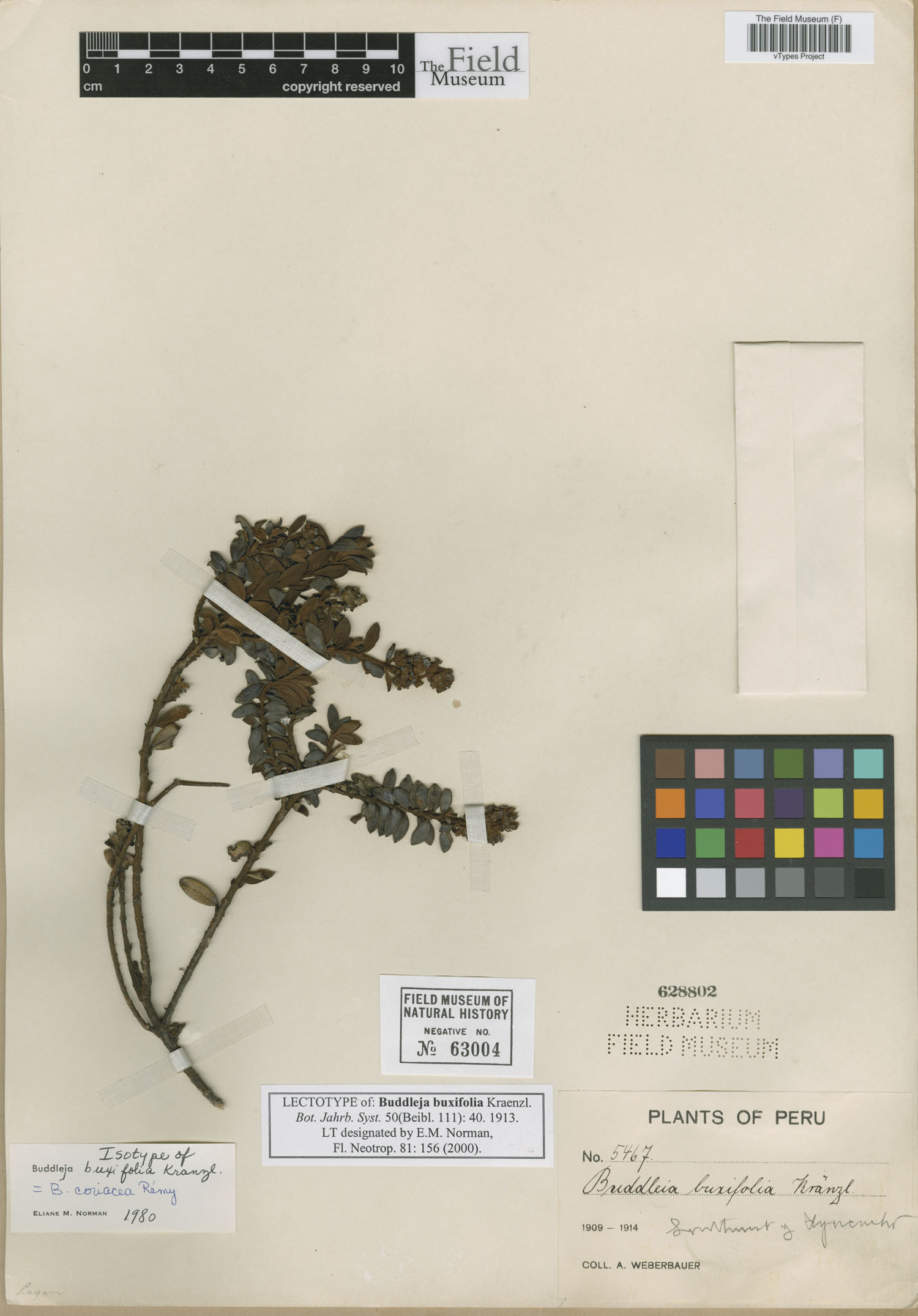 Buddleja buxifolia image